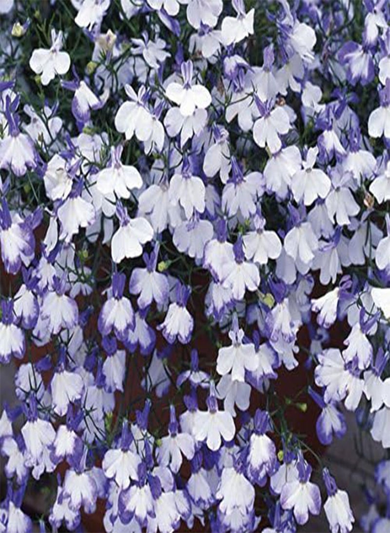 GGOOT - Lobelia Riviera Blue Splash (Bedding) 25 Pelleted Flower Seeds - Image 2