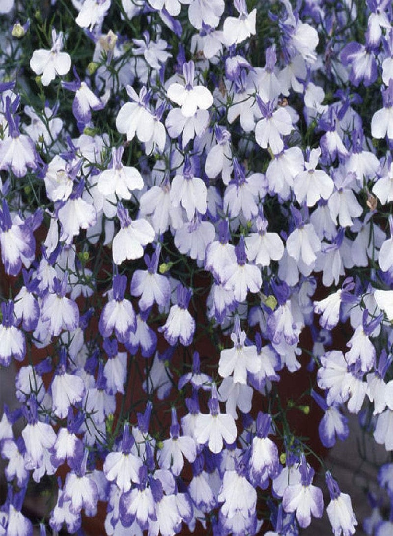 GGOOT - Lobelia Riviera Blue Splash (Bedding) 25 Pelleted Flower Seeds - Image 4