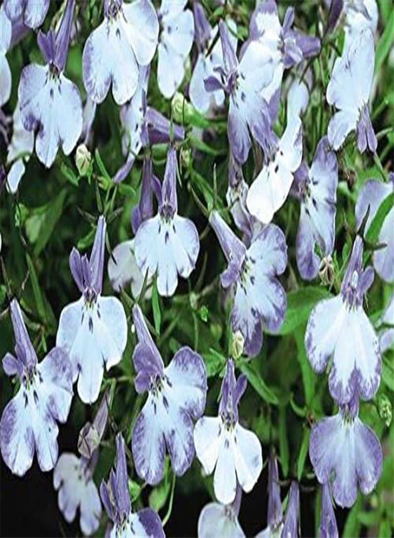 GGOOT - Lobelia Riviera Blue Splash (Bedding) 25 Pelleted Flower Seeds - Image 1