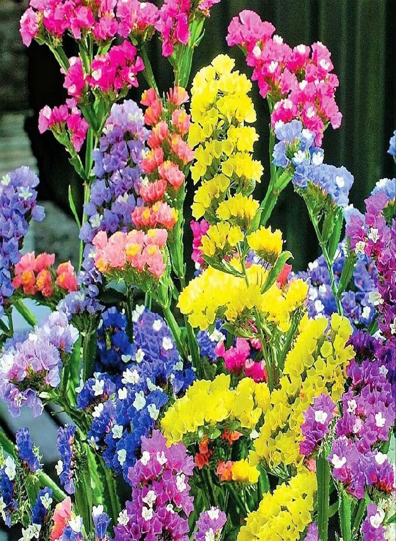50Pcs/Bag Limonium Sinense Seeds Perennial Landscaping Portable Aromatic Ornamental Statice Flower Seeds for Park - Limonium sinense Seeds