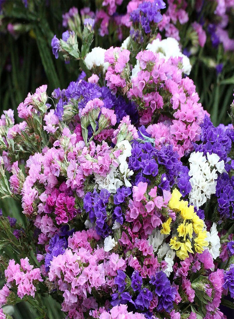 50Pcs/Bag Limonium Sinense Seeds Perennial Landscaping Portable Aromatic Ornamental Statice Flower Seeds for Park - Limonium sinense Seeds