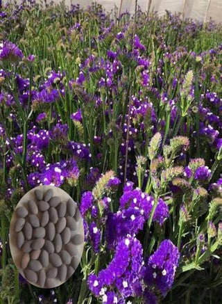 50Pcs/Bag Limonium Sinense Seeds Perennial Landscaping Portable Aromatic Ornamental Statice Flower Seeds for Park - Limonium sinense Seeds - pzsku/Z1D47EF909A2F104B3E6CZ/45/1743078595/9b34b5c9-cde2-4f3f-b6e6-3568520526a4
