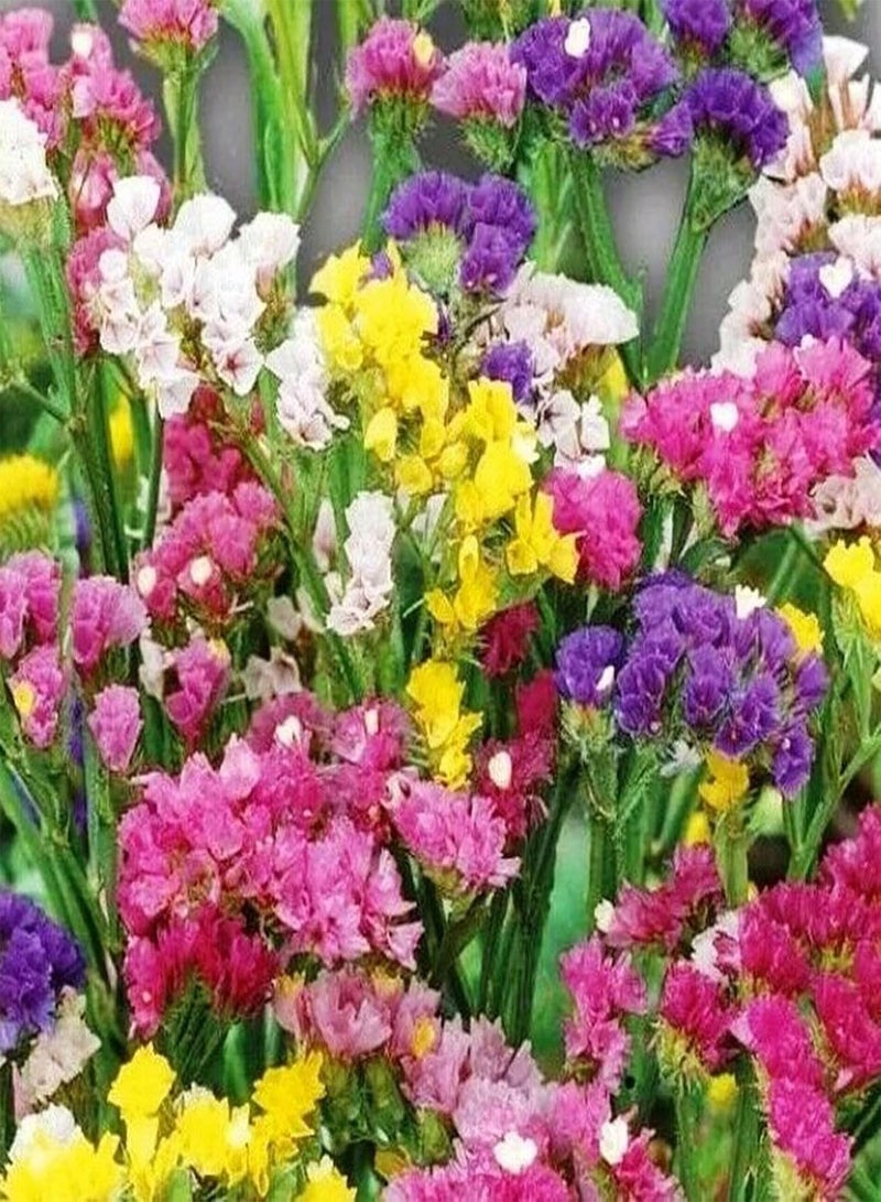 50Pcs/Bag Limonium Sinense Seeds Perennial Landscaping Portable Aromatic Ornamental Statice Flower Seeds for Park - Limonium sinense Seeds