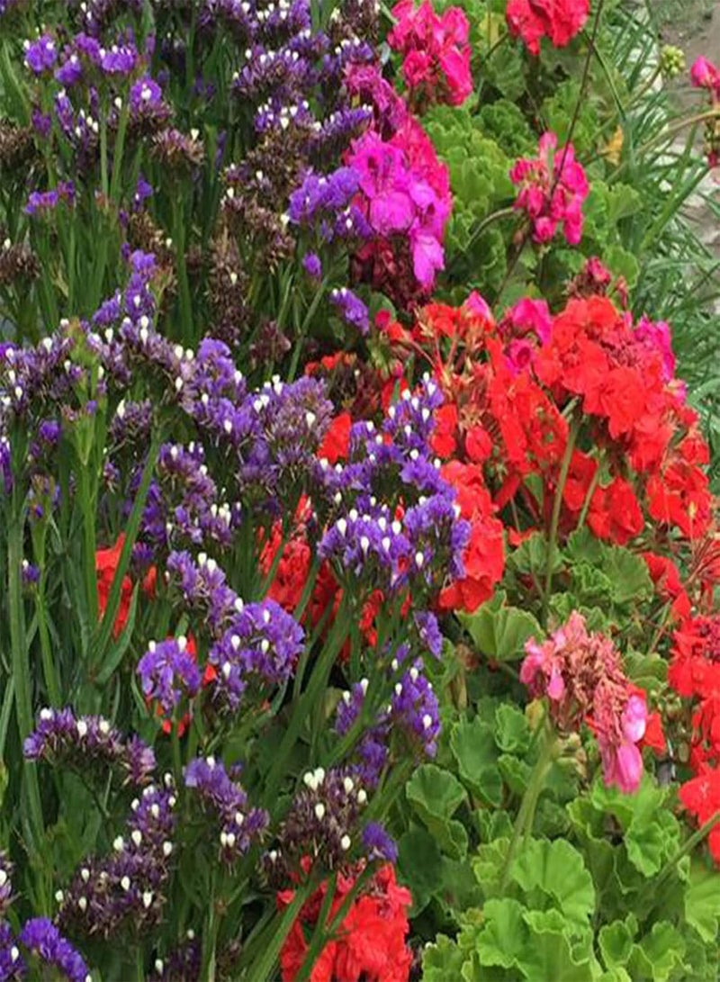50Pcs/Bag Limonium Sinense Seeds Perennial Landscaping Portable Aromatic Ornamental Statice Flower Seeds for Park - Limonium sinense Seeds