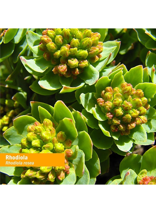 Herb Pharm Certified Organic Rhodiola Root Extract for Energy, Endurance and Stamina, Organic Cane Alcohol, 1 Ounce - Image 2