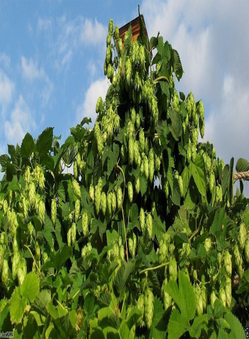 GGOOT Hops Seeds,Beer Hops,Common Hops   Vine ,Hardy to zone 5 - Image 5