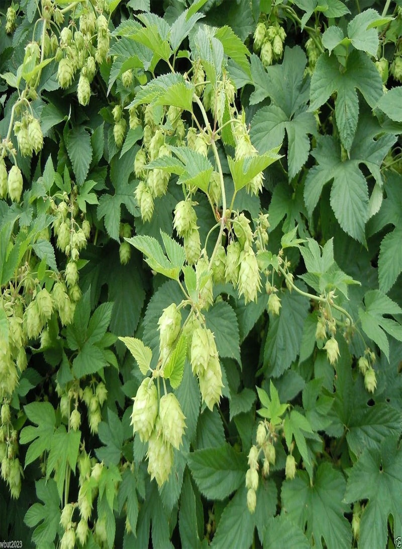 GGOOT Hops Seeds,Beer Hops,Common Hops   Vine ,Hardy to zone 5 - Image 3