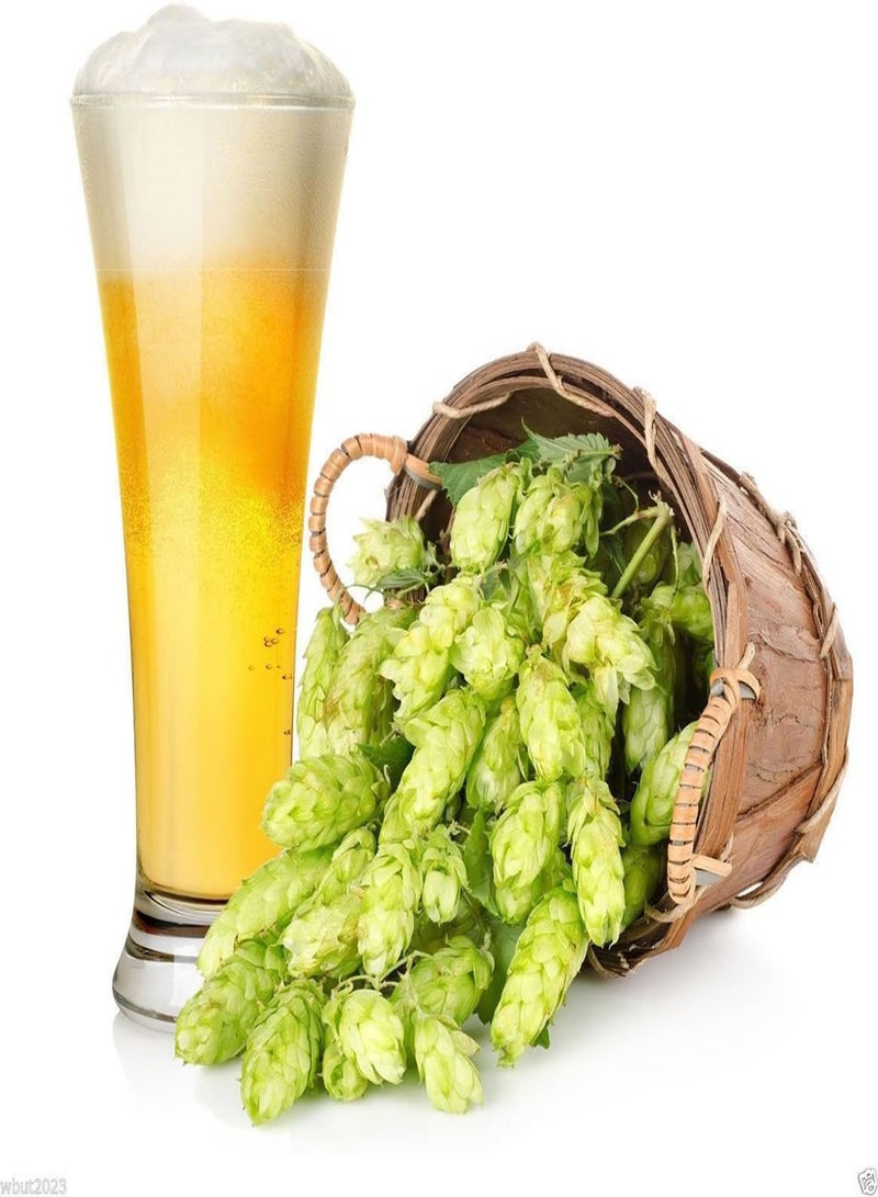 GGOOT Hops Seeds,Beer Hops,Common Hops   Vine ,Hardy to zone 5 - Image 2