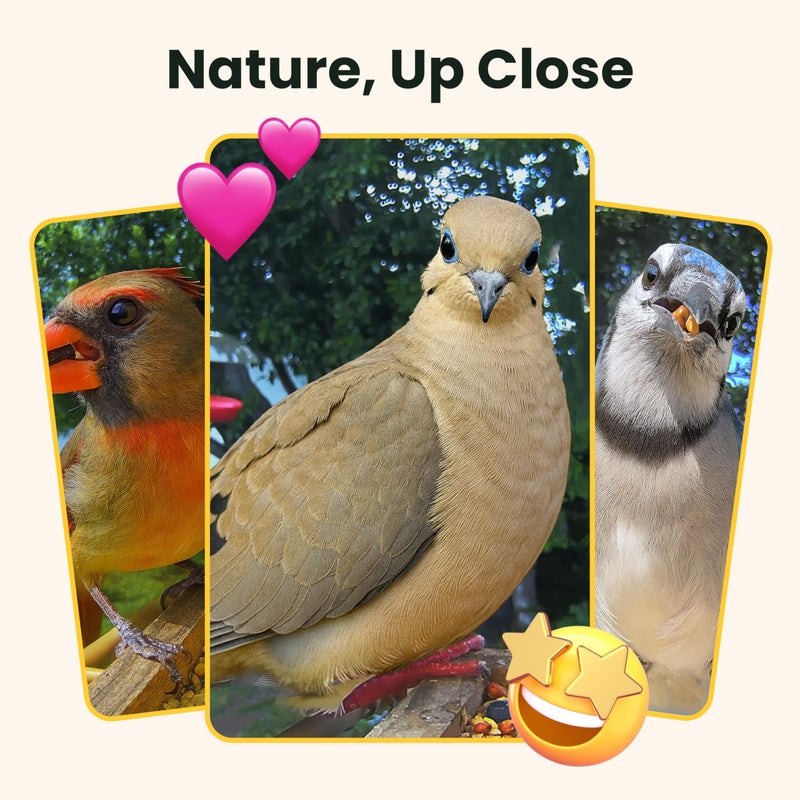 Birdfy Smart Bird Feeder with Camera Solar Powered, Slow-Motion Video & Night Insight, AI Identify 6000+ Species Lifetime Free, Ideal for Outdoors Bird Watching & Gifts for BirdLovers, Wood - Image 5