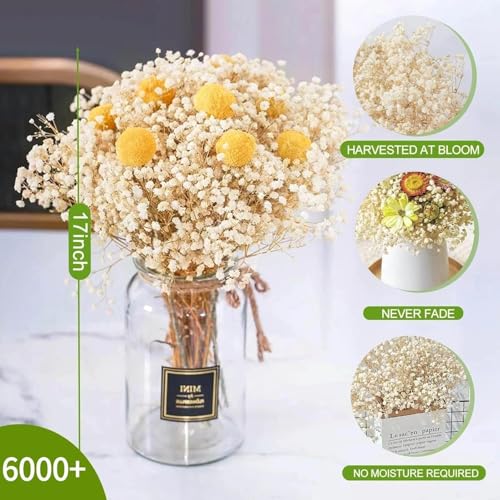 ROYAL SAPPHIRE Dried Baby's Breath Flowers, Natural Pink, Dried Floral Arrangement for Home Decor, Weddings, Events (Natural) - Image 5