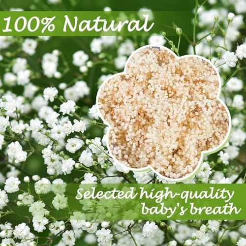 ROYAL SAPPHIRE Dried Baby's Breath Flowers, Natural Pink, Dried Floral Arrangement for Home Decor, Weddings, Events (Natural) - Image 4