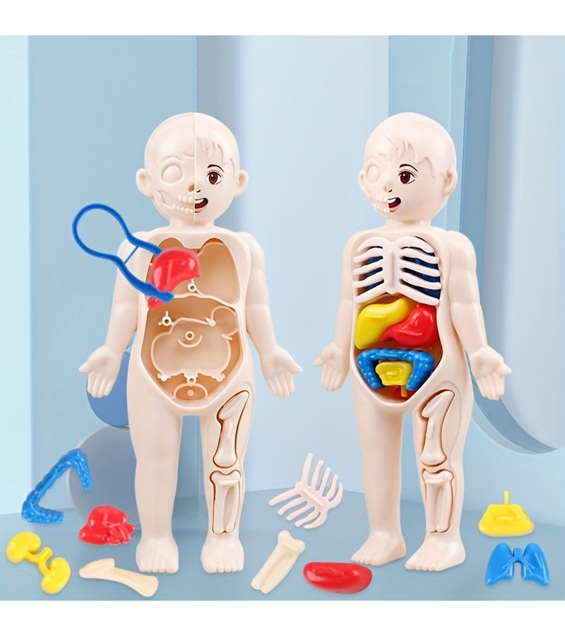 نموذج الأعضاء البشرية لتعليم العلوم ومحاكاة الألعاب الطبية - Image 1
