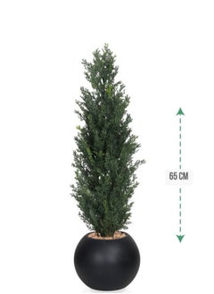 co arma Cypress tree in a round plastic pot with a diameter of 65 cm  - Image 1