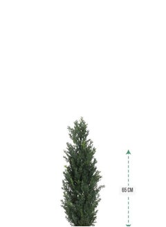 co arma Cypress tree in a round plastic pot with a diameter of 65 cm  - Image 2