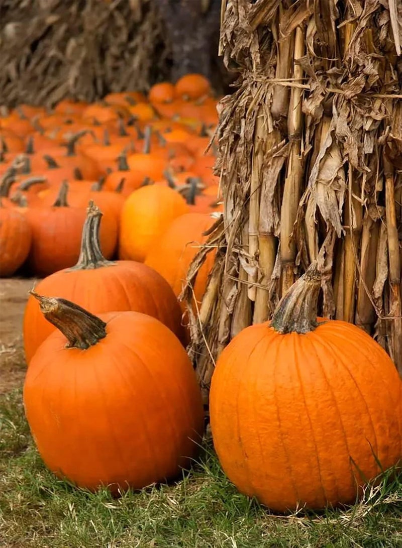 GGOOT 50Stück Kürbiskerne dekoratives Schnell wachsendes Gemüse Einfach im Garten zu pflanzen genießen Sie eine Gute Ernte geeignet für Anfänger Anfänger Gärtner - Image 2