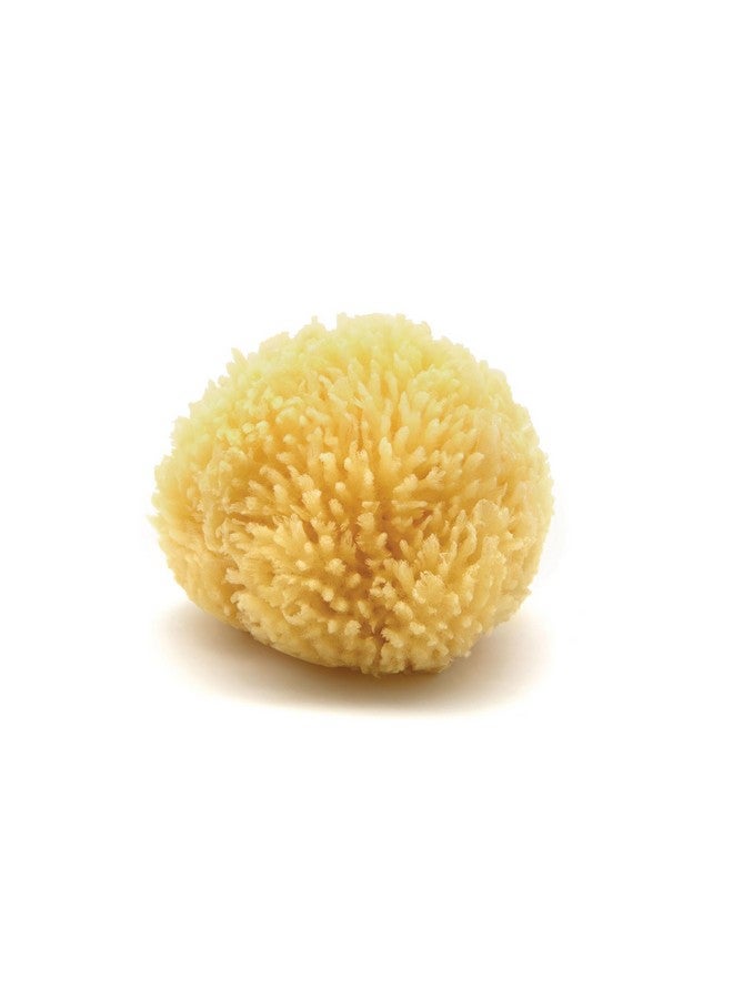 Neptune Natural Caribbean Sea Spongeall Natural Renewable Sea Sponge (4 Inch)