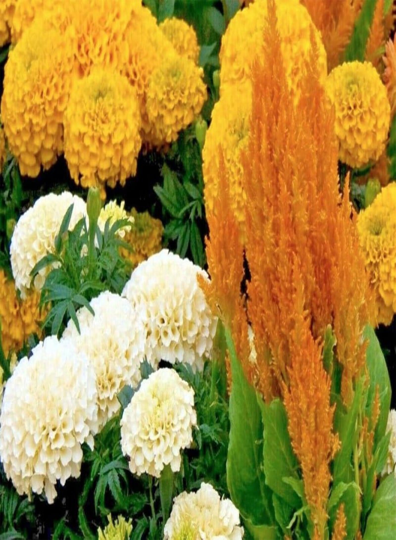 جي جوت بذور متناثرة - بذور زهور صفراء وبيضاء - أزهار سنوية قزمة للغاية