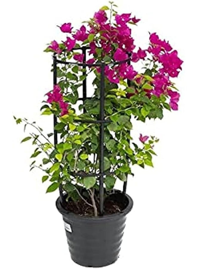 DUBAI GARDEN CENTRE نبات بوجينفيليا الزهور الحمراء من مركز دبي للحدائق، متعدد الألوان