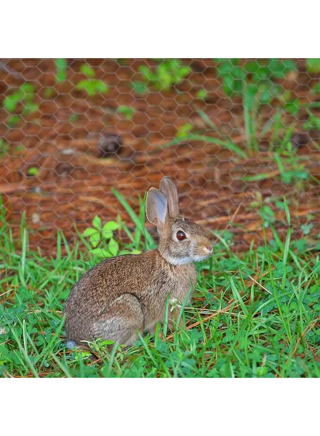 شبكة دجاج سداسية ثقيلة من الزنك والفولاذ لفة 100 سم × 35 سم شبكة دواجن مقاومة للصدأ - Image 5