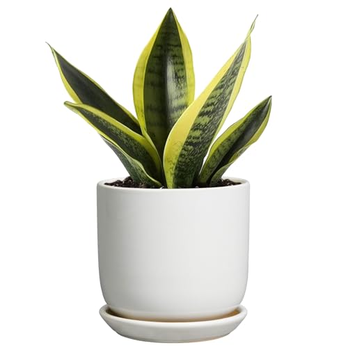 SUNPOTFOR Indoor Plant Pot 5 Inch Round Ceramic Planter for Succulent Plants with Drainage Hole and Saucer Modern Home Decor White