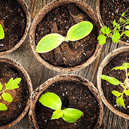 FDGARDEN Biodegradable Peat Pots for seedlings, 100 Pack Plant Seed Starter Pots Kit, 2.36inch Succulent Planter Nursery Pots with 10 Plant Markers, Garden Germination Kits - Image 2