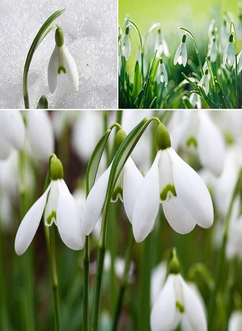 GGOOT 200Pcs/Bag Galanthus Nivalis Seeds, Good Harvest White Spring Summer Flower Seeds for Balcony Seed - Image 2
