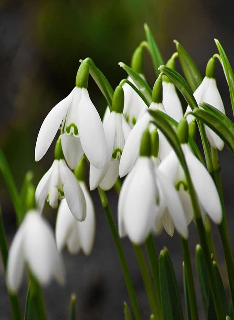 GGOOT 200Pcs/Bag Galanthus Nivalis Seeds, Good Harvest White Spring Summer Flower Seeds for Balcony Seed - Image 4