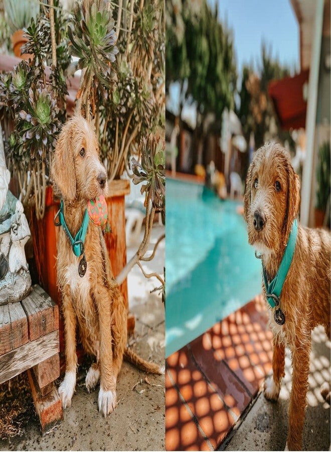 OllyDog طوق OllyDog Tilden، طوق مقاوم للماء للكلاب مع مشبك سريع الفتح، حزام منسوج مقاوم للروائح، طوق خفيف الوزن للكلاب الكبيرة والمتوسطة والصغيرة (كبير، أزرق مخضر) - Image 4