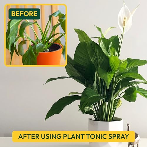 UGAOO Plant Tonic Seaweed Liquid Fertilizer Spray 500 ml | Ready-to-Use Seaweed Extract | Organic Liquid Fertilizer for Indoor & Home Garden Use | Seaweed Fertilizer for Healthy Growth - Image 3