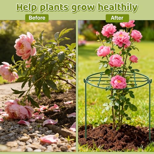TTQ 8 Pack 12 x 15.7 inch Peony Cages and Supports,Metal Grow Through Plant Supports for Outdoor Plants,Flowers Support Rings Top-Heavy Plant Brace Support Hoop for Vegetables,Rose,Tomato,Orchids - Image 5