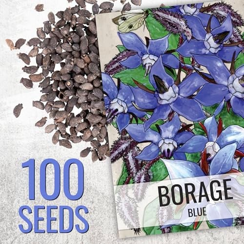 Seed Needs بذور البوراج من Seed Needs لزراعة زهور النجمة الزرقاء - وراثية غير معدلة وراثيًا وغير معالجة - ازرع حديقة أعشاب مزهرة منزلية تجذب النحل والفراشات وغيرها من الملقحات (1 عبوة) - Image 2