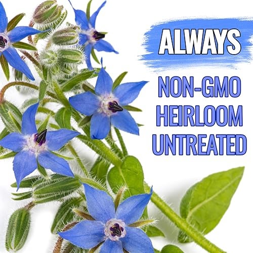 Seed Needs بذور البوراج من Seed Needs لزراعة زهور النجمة الزرقاء - وراثية غير معدلة وراثيًا وغير معالجة - ازرع حديقة أعشاب مزهرة منزلية تجذب النحل والفراشات وغيرها من الملقحات (1 عبوة) - Image 5