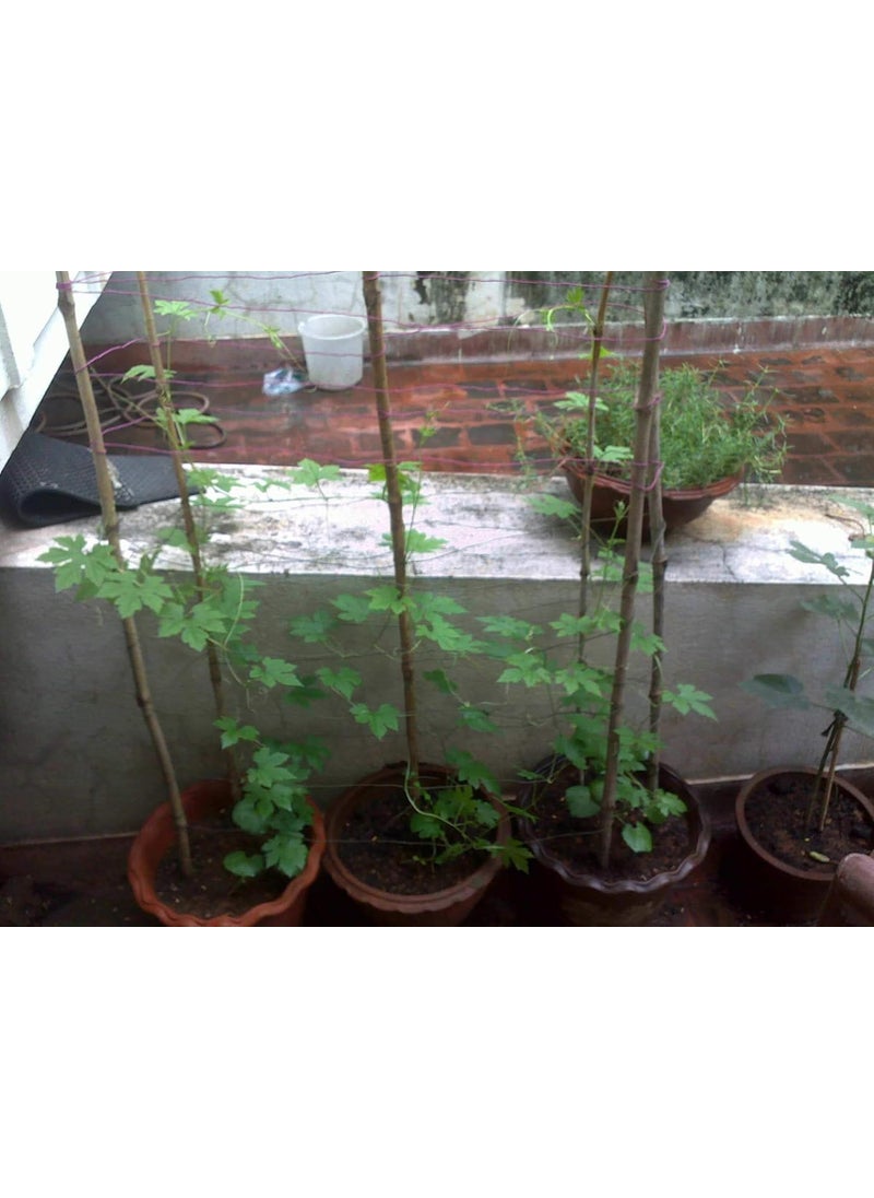 Sjeme - Small Baby Karela seed - Image 1