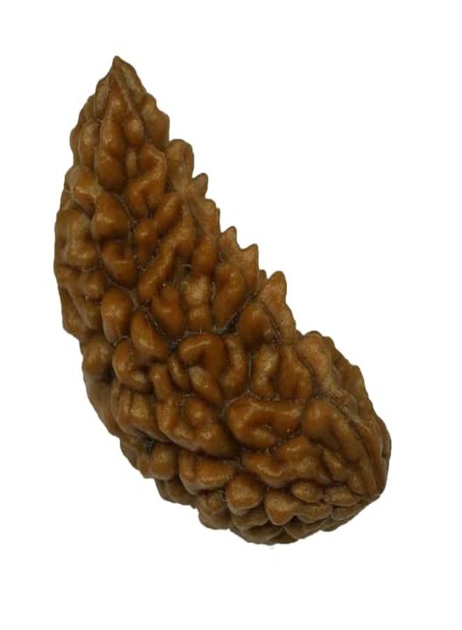 IRIS GEMS Ek Mukhi Rudraksha Kaju Dana rudraksha नैचरल एक मुखी चंद्र रुद्राक्ष Ardhchandra Original Rudraksha with Lab Certificate for Women Natural Brown Bead Half Moon Shape ek muka Rudra rudraksha - Image 1