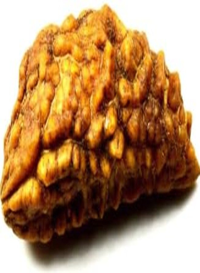 IRIS GEMS Ek Mukhi Rudraksha Kaju Dana rudraksha नैचरल एक मुखी चंद्र रुद्राक्ष Ardhchandra Original Rudraksha with Lab Certificate for Women Natural Brown Bead Half Moon Shape ek muka Rudra rudraksha - Image 2