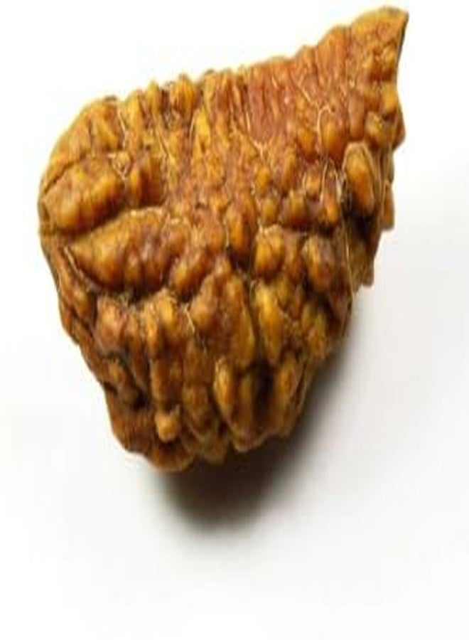 IRIS GEMS Ek Mukhi Rudraksha Kaju Dana rudraksha नैचरल एक मुखी चंद्र रुद्राक्ष Ardhchandra Original Rudraksha with Lab Certificate for Women Natural Brown Bead Half Moon Shape ek muka Rudra rudraksha - Image 3