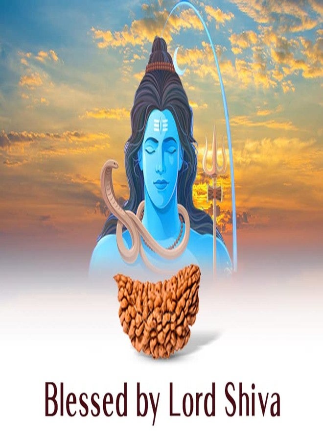 IRIS GEMS Ek Mukhi Rudraksha Kaju Dana rudraksha नैचरल एक मुखी चंद्र रुद्राक्ष Ardhchandra Original Rudraksha with Lab Certificate for Women Natural Brown Bead Half Moon Shape ek muka Rudra rudraksha - Image 4