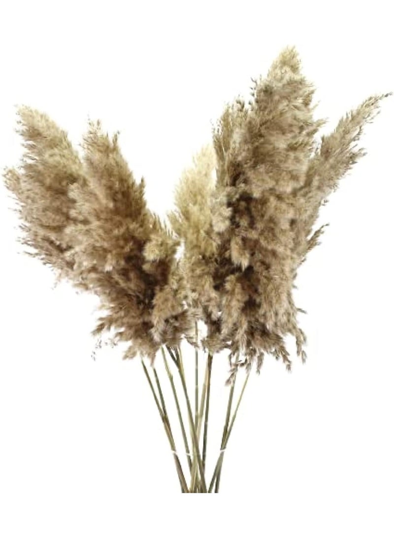 10 XL Natural Pampas Grass Stems 70cm, Dried Pampas Grass Decor for Home and Wedding, Fancy Boho Pampas Branches for Vase Arrangements, Living Room, Bedroom, and Party Decorations - Image 1