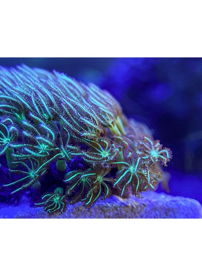 Generic - Live Coral Frag Green Star Polyp 1 inch - WWC Long Polyp/Beginner Marine Coral Reef for Saltwater Aquarium - Image 1