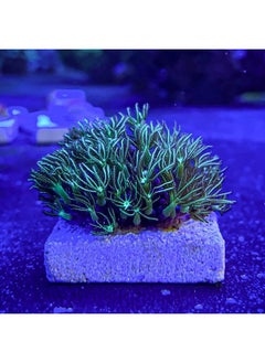 Live Coral Frag Green Star Polyp 1 inch - WWC Long Polyp/Beginner Marine Coral Reef for Saltwater Aquarium