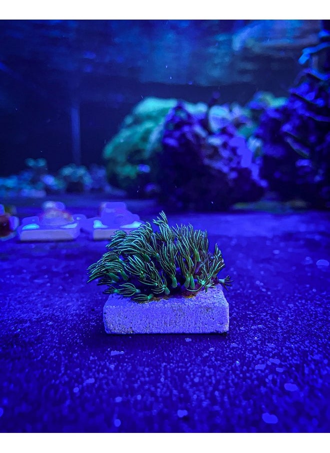 Generic - Live Coral Frag Green Star Polyp 1 inch - WWC Long Polyp/Beginner Marine Coral Reef for Saltwater Aquarium - Image 1