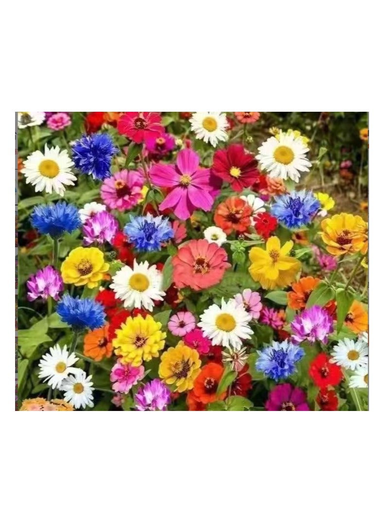 Beauenty 4g Mix Wild Flower Seeds for Planting Flower Seeds for Planting - Premium Seeds for Begineer Best Seeds for Planting in Garden, Lawn Indoor Outdoor  - Image 1