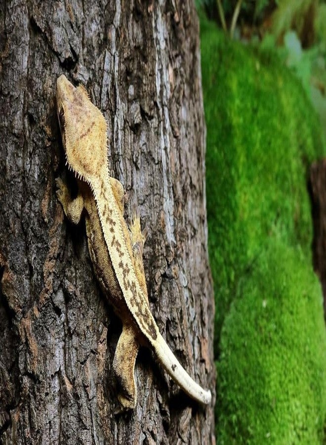 Galapagos Galápagos (05505) Natural Cork Bark for Reptiles – Ideal for Bearded Dragons, Snakes, and Geckos – Climbing Accessory for Terrariums, Turtle Tanks, and Bird Cages, Tube 7” – 9”, Natural - Image 2