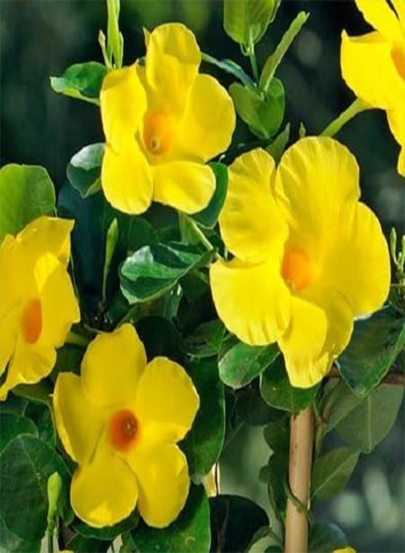 GGOOT Fresh 50pcs Dipladenia Flower Seeds - Image 1