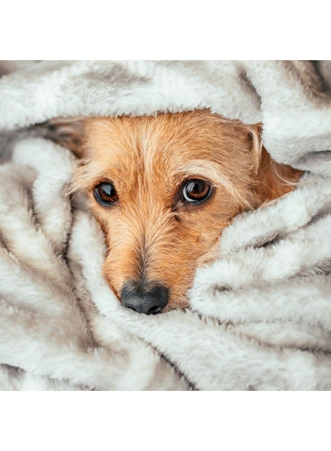 Veterinary Formula شامبو كلينيكال كير للكلاب مع دقيق الشوفان وزيت شجرة الشاي، 16 أونصة – شامبو لطيف للكلاب ذات البشرة الجافة، يهدئ ويضيف رطوبة للبشرة والفراء - Image 5