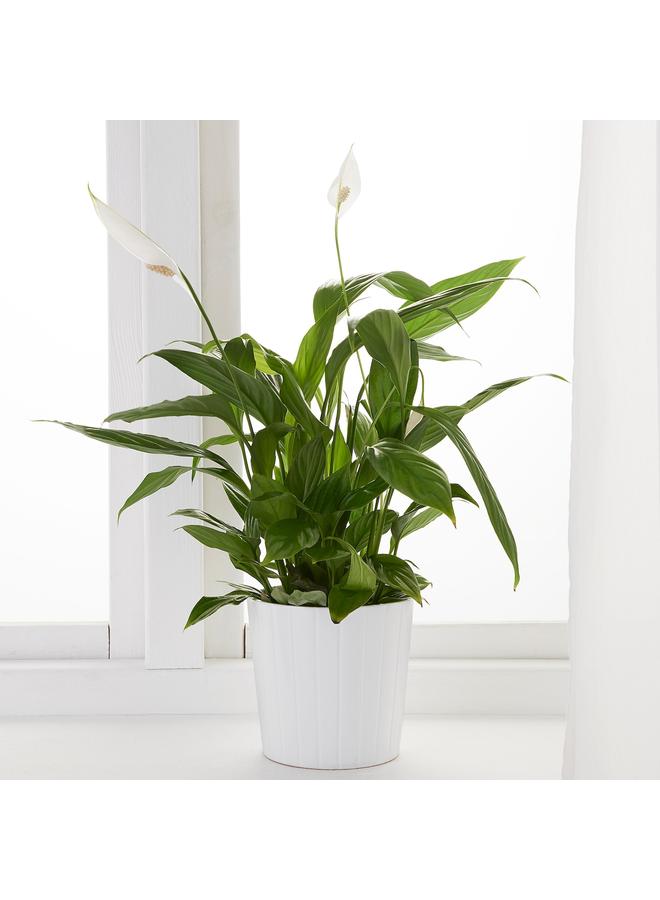 Potted plant, Peace lily, 12 cm