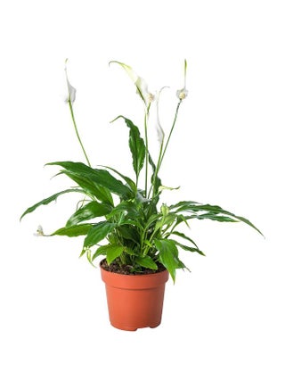 Potted plant, Peace lily, 12 cm - pzsku/Z1DA91DDBAD5753981170Z/45/_/1740223727/4e558f2a-7048-4292-ad72-9f6050a1a7d3