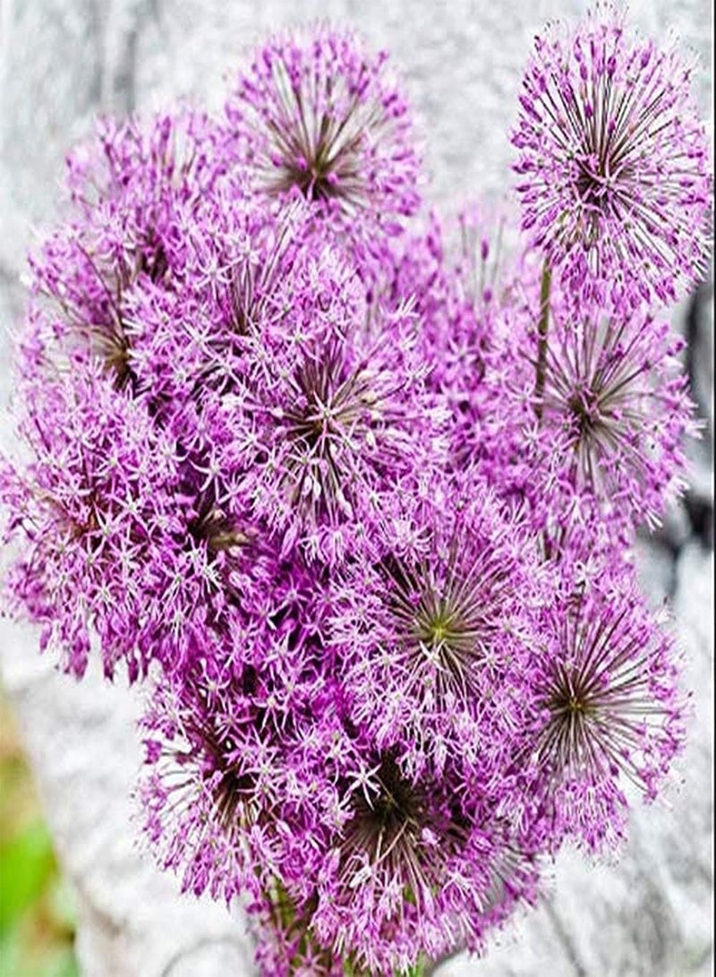 جي جوت 15 قطعة من بذور الثوم، زهور جميلة للحديقة الخارجية، زراعة فعالة وسهلة العناية بها، محبوبة ومرحب بها من قبل الأصدقاء - Image 1