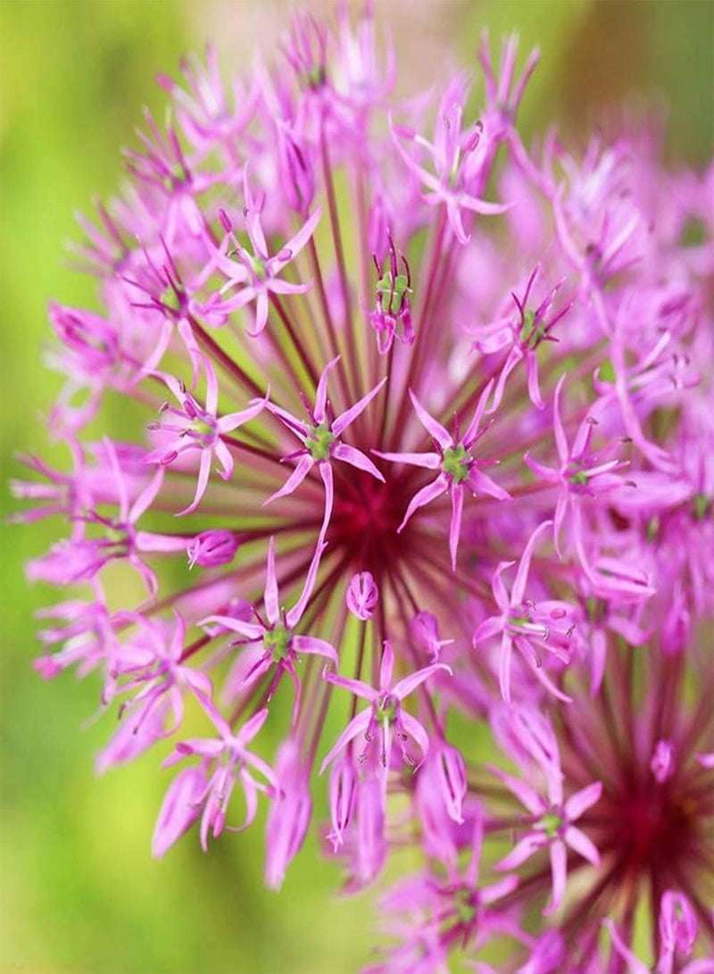 جي جوت 15 قطعة من بذور الثوم، زهور جميلة للحديقة الخارجية، زراعة فعالة وسهلة العناية بها، محبوبة ومرحب بها من قبل الأصدقاء - Image 2