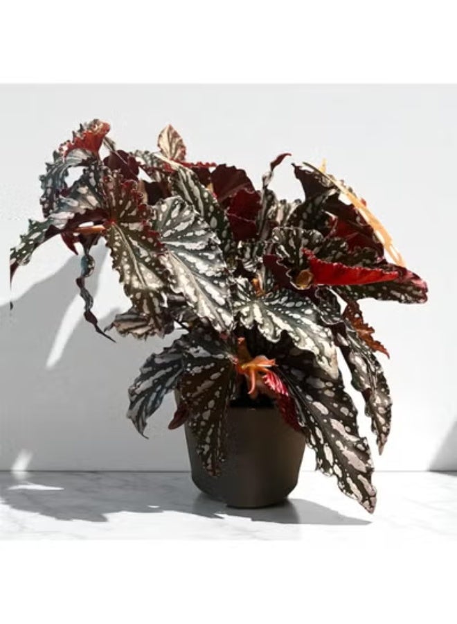 Spectrum 360 Live Begonia Maculata Indoor Plant Polka Dot Silver Spotted Leaves  Rare Tropical Decorative Houseplant  Low Maintenance Indoor Plant for Home & Office Décor - Image 1